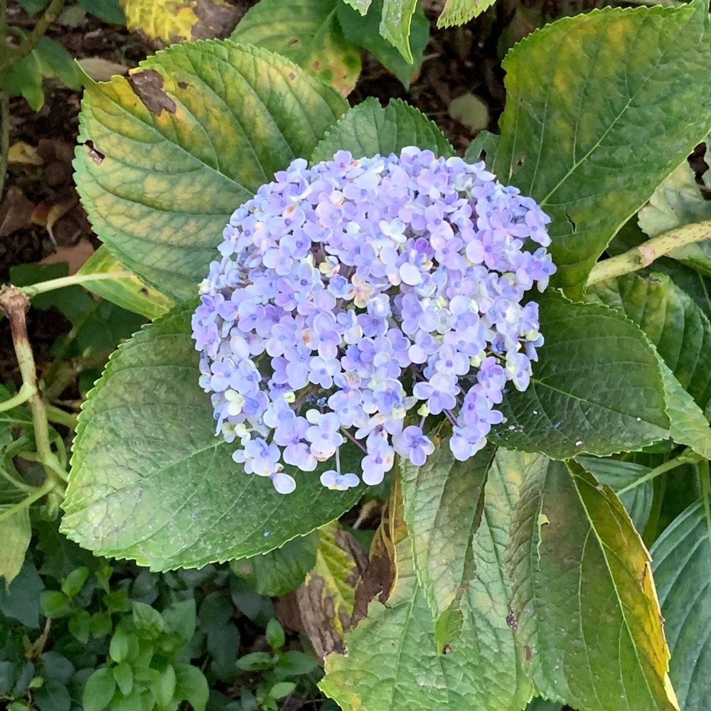 Meet your Posher, Maqsad